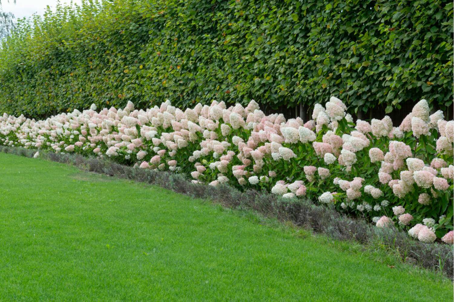 Hortensie ‘Magical Sweet Summer’